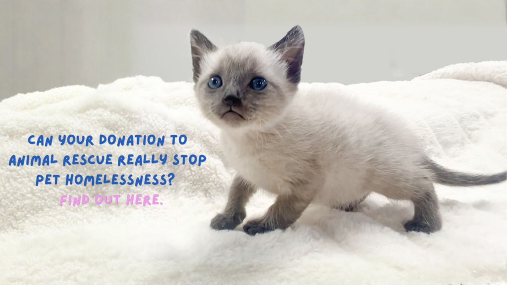 Can Your Donation to Animal Rescue Really Stop Pet Homelessness
