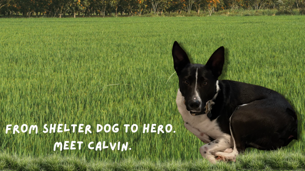 border collie saves another foster dog