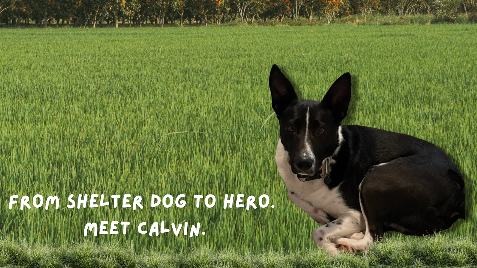 border collie saves another foster dog